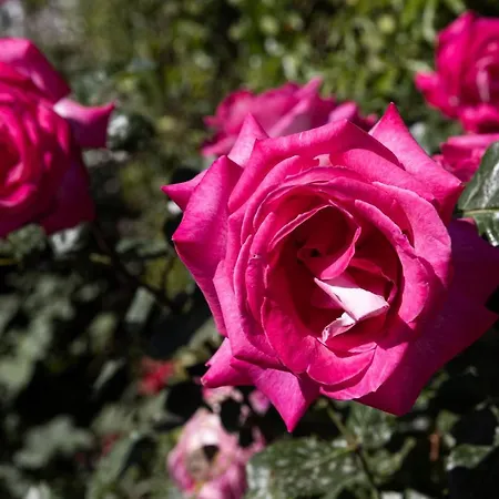 Falkoni Апартаменты