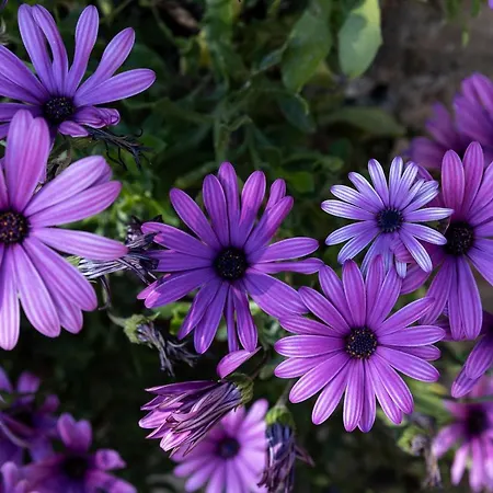 Апартаменты Falkoni