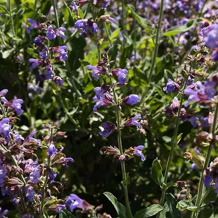 Falkoni Appartement *