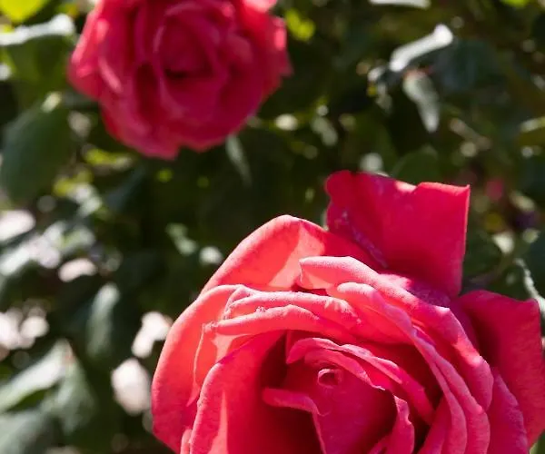 Falkoni Apartman Dubrovnik