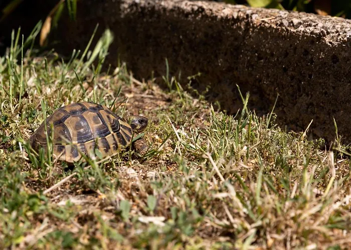 Apartman Falkoni Dubrovnik