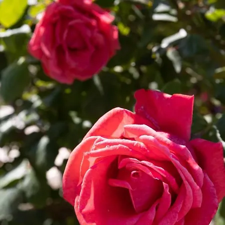 Falkoni 公寓 杜布罗夫尼克