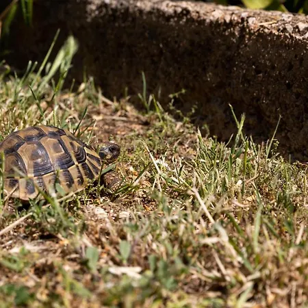 Lejlighed Falkoni Dubrovnik